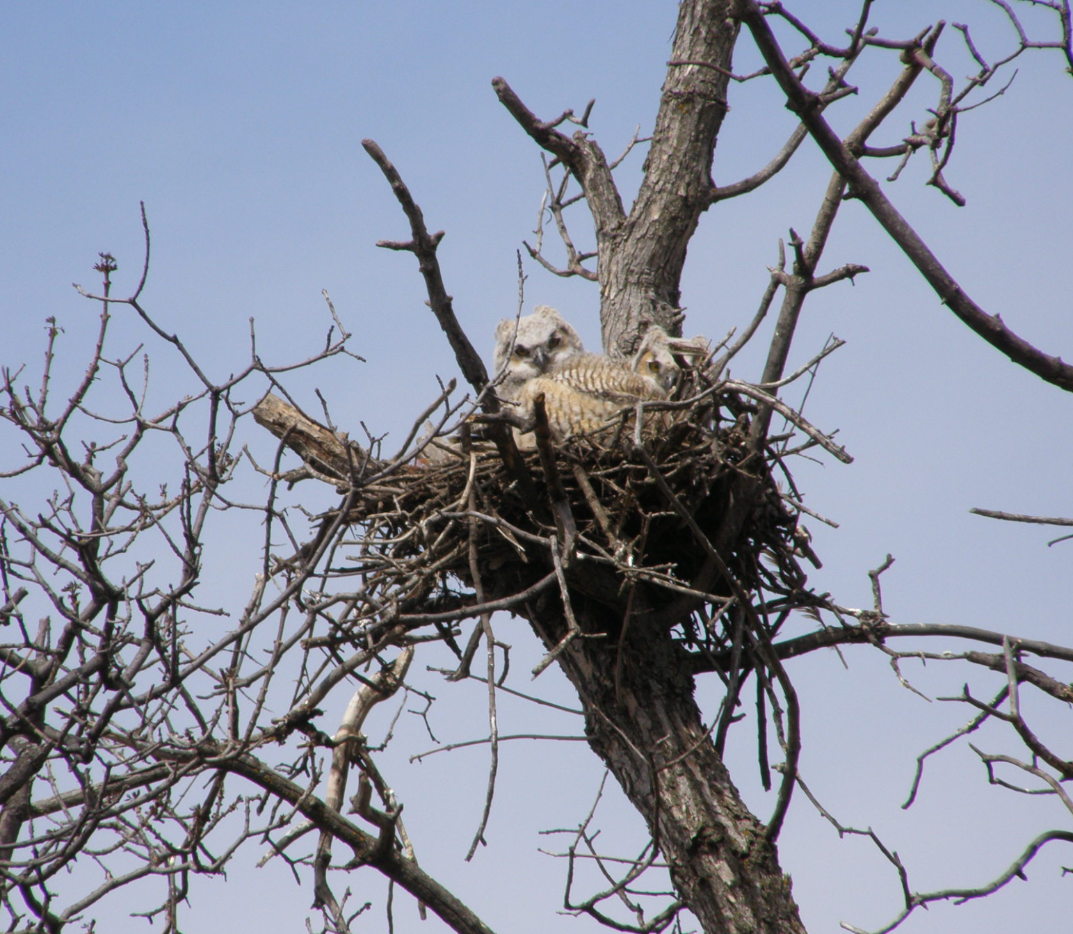 GREAT HORNED OWL CHICKS